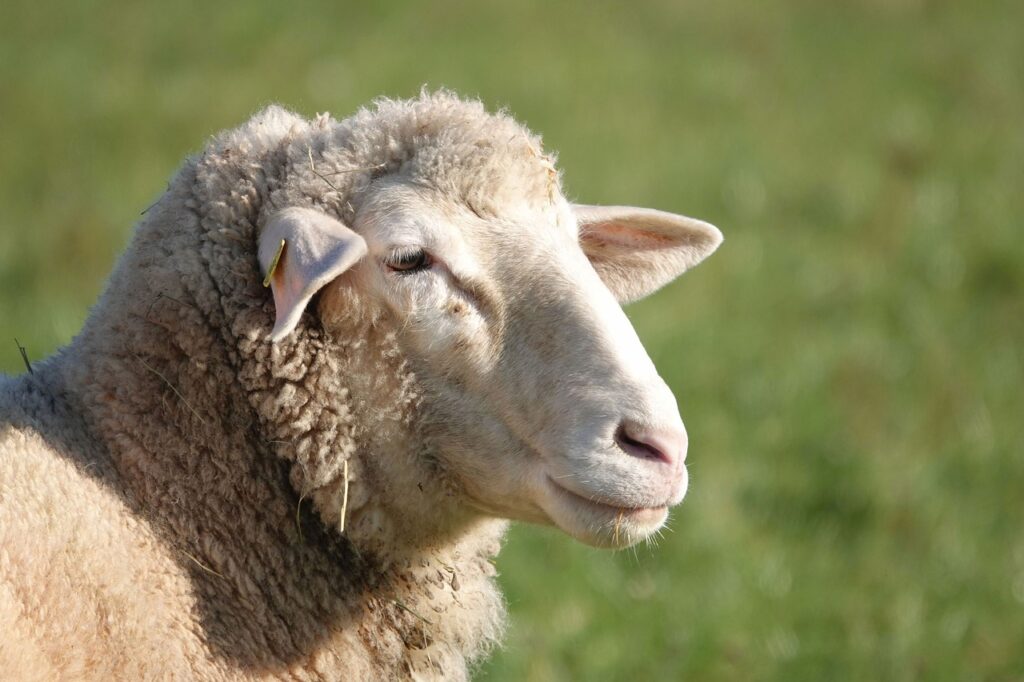 天然羊毛メリノウール使用イメージ’（羊）